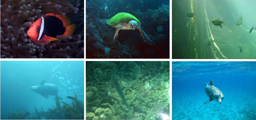 Figure 1. Underwater Images.