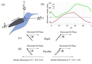 Figure 1: Kinematics of the ruby-throated hummingbird; (a) definition of stroke angle (φ), pitch angle (α), and deviation angle (θ) for this study, (b) time history of kinematics angles in hovering motion, and (c and d) the definition of the mid-span pitch angle of rigid and flexible wings in which the filled circle represents the leading edge [1]