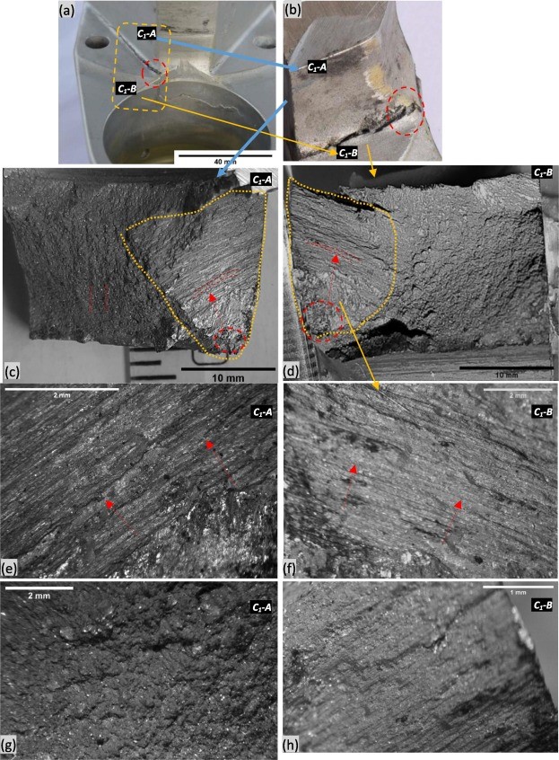 Fig. 5. Images for C1 and fracture surfaces (a) overall view, the dashed rectangle indicates the prospective cut sections, (b) the cut sections above and below the C1, named C1-A and C1-B respectively, (c, d) overall fracture surface of C1-A and C1-B respectively, a red dashed circle is the likely origin and beach marks are shown, (e, f) zoomed-in view of clear beach marks for the dashed triangular region in (c and d) they appear to originate from the same point, (g, h) beach marks outside the dashed triangular region
