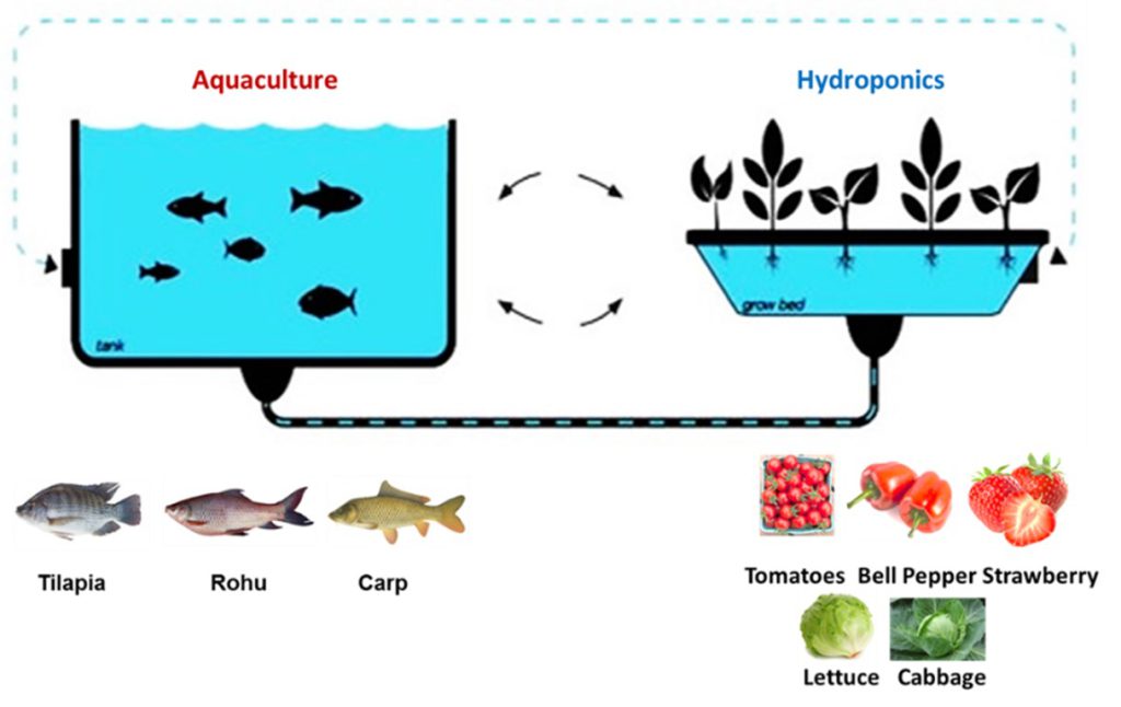 Figure 1. Conceptual representation of Aquaponics