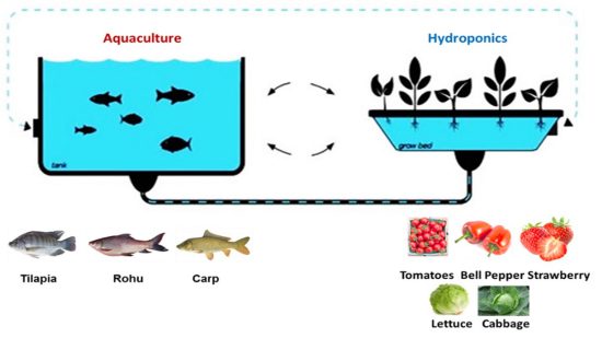 NUST Researcher Developed Aquaponics: A Machine Learning based Organic Production System