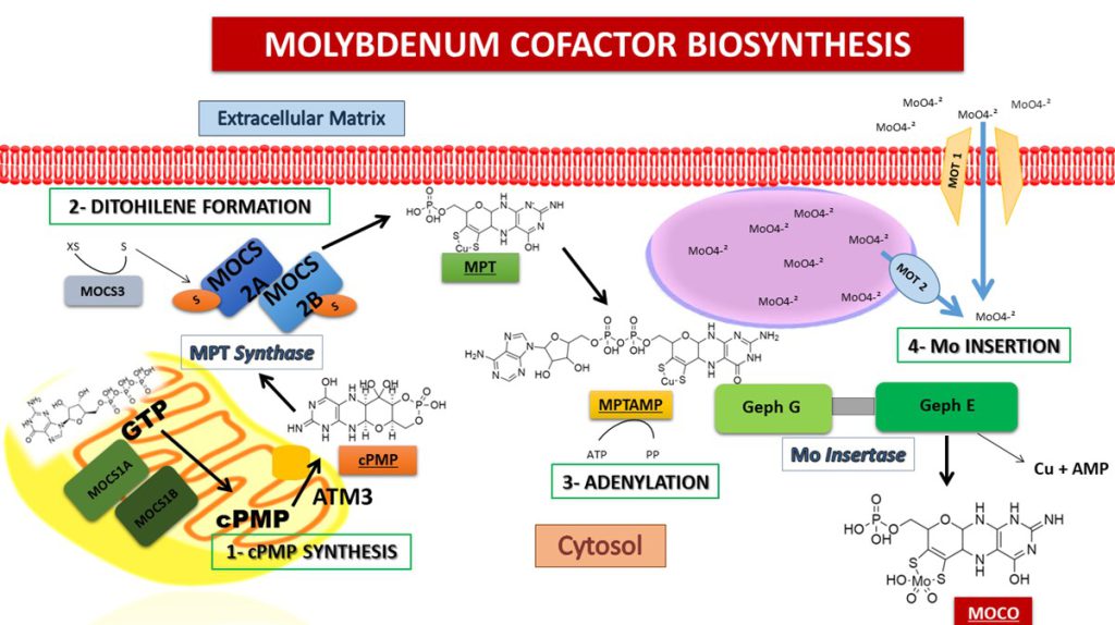Figure 8. Molybdenum Cofactor Biosynthesis