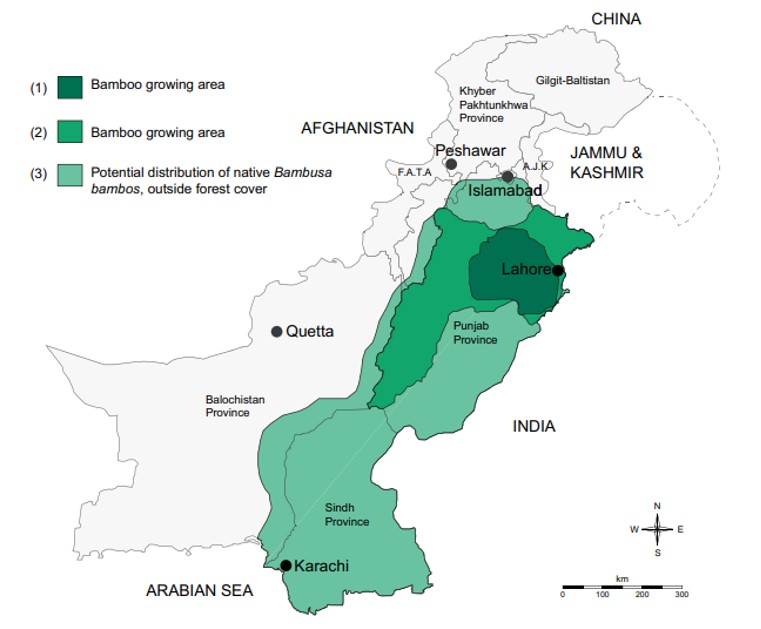 Figure 4: Bamboo growing areas in Pakistan (Wagemann and Ramage, 2019)