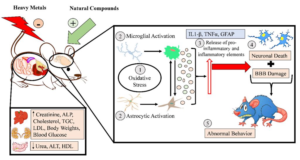 Figure 3: Natural Compounds in Metals’ Induced Neurotoxicity in Rodent Model (Ishaq et al., 2023)