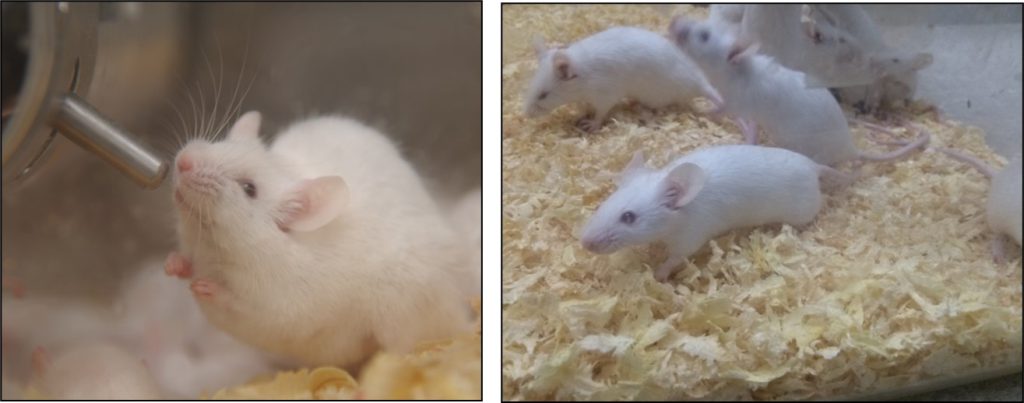 Figure 2: Controlled (left panel) and immunized mouse (right panel)