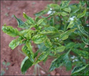 Figure 1.2: Chilies infected with Chili leaf curl disease