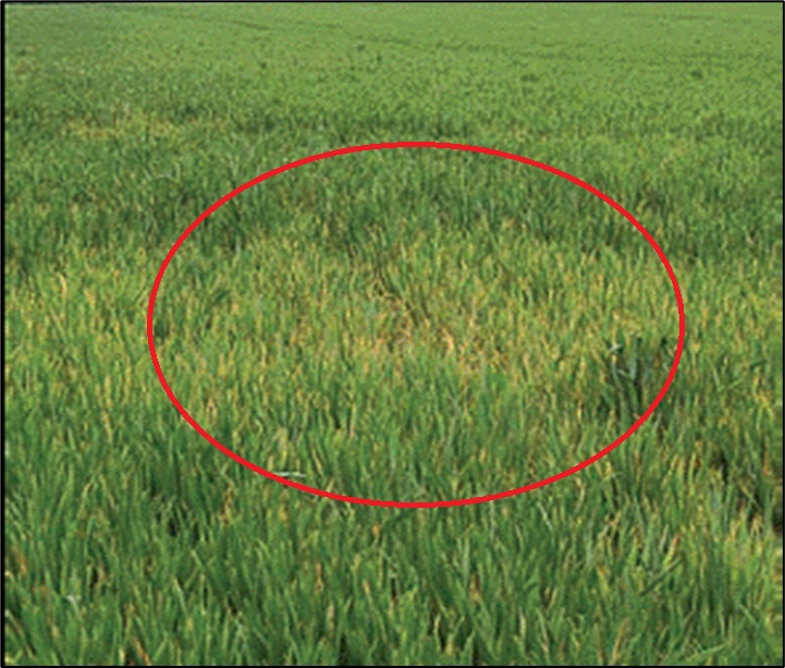 Figure 1.1: Wheat infected with Barley yellow dwarf virus disease