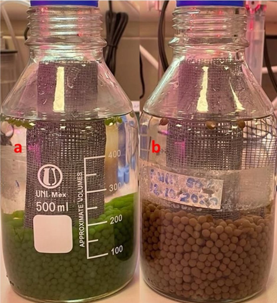 Figure 1: Immobilized beads of Chlorella vulgaris (a) and wastewater activated sludge (b) in 2SIBR