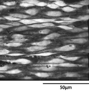 Figure 1: Confocal images showing live morphology of endothelial cells (ECs) of intact rat tail artery in situ loaded with Fluo-4