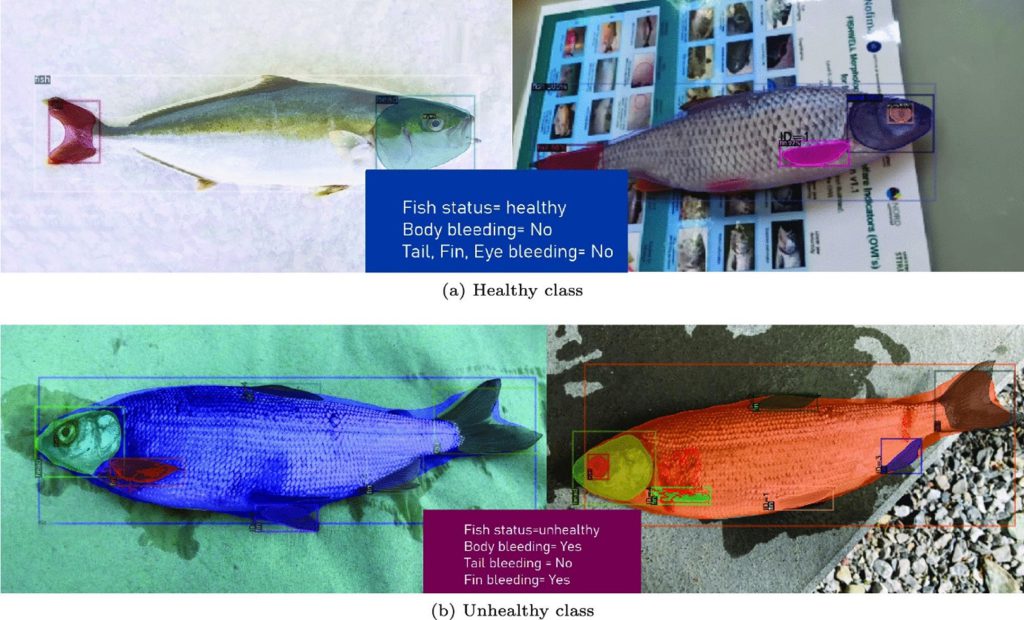 Figure 2: Visual results from the disease detection module. a A healthy class example without any disease symptoms, such as bleeding on the body, tail fin, or eye. b An example of the unhealthy class exhibiting bleeding symptoms