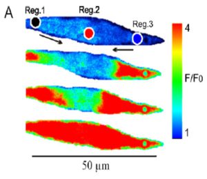 Figure 2: (A) Pseudo-colour images showing temporal and spatial characteristics of propagating Ca2+ wave induced by Carbachol