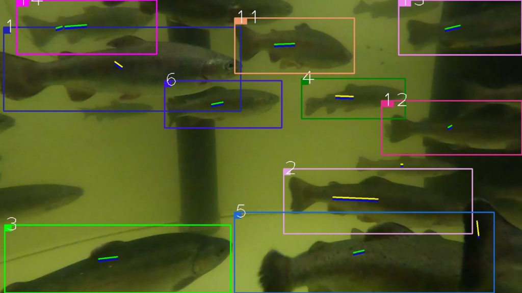 Figure 4; Fish Behaviour Analysis : Swim Direction Estimation and Analysis