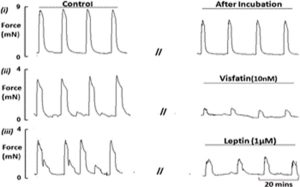 Figure 5: Effect of visfatin and leptin on oxytocin-induced myometrial contractions in pregnant human non-labouring tissue. Representative traces demonstrating (i) oxytocin induced vehicle control strips, (ii) the effect of visfatin (10 nM) and (iii) the effect of leptin (1 μM), before and after a 20 min incubation are shown