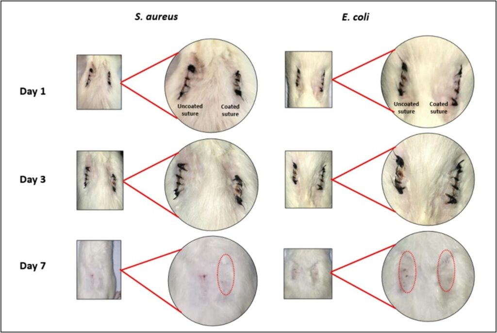 Figure 4: In-vivo evaluation of coated sutures. The suture on the left side is uncoated and taken as a control and the suture on the right is coated. Infection control and increased healing can be seen on the right side (coated sutures) during subsequent days