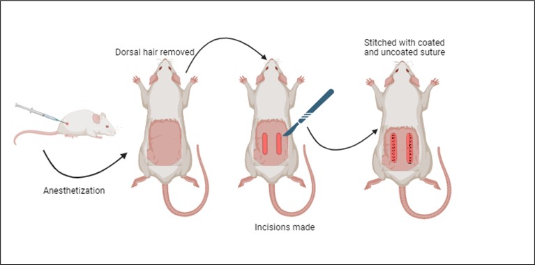 Figure 6: Vivo testing method