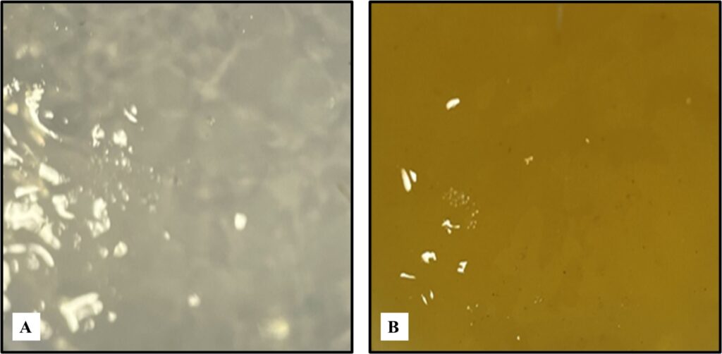 Figure 4: The visual color difference of NCS and WS Gels. A) WS gel and B) NCS gel