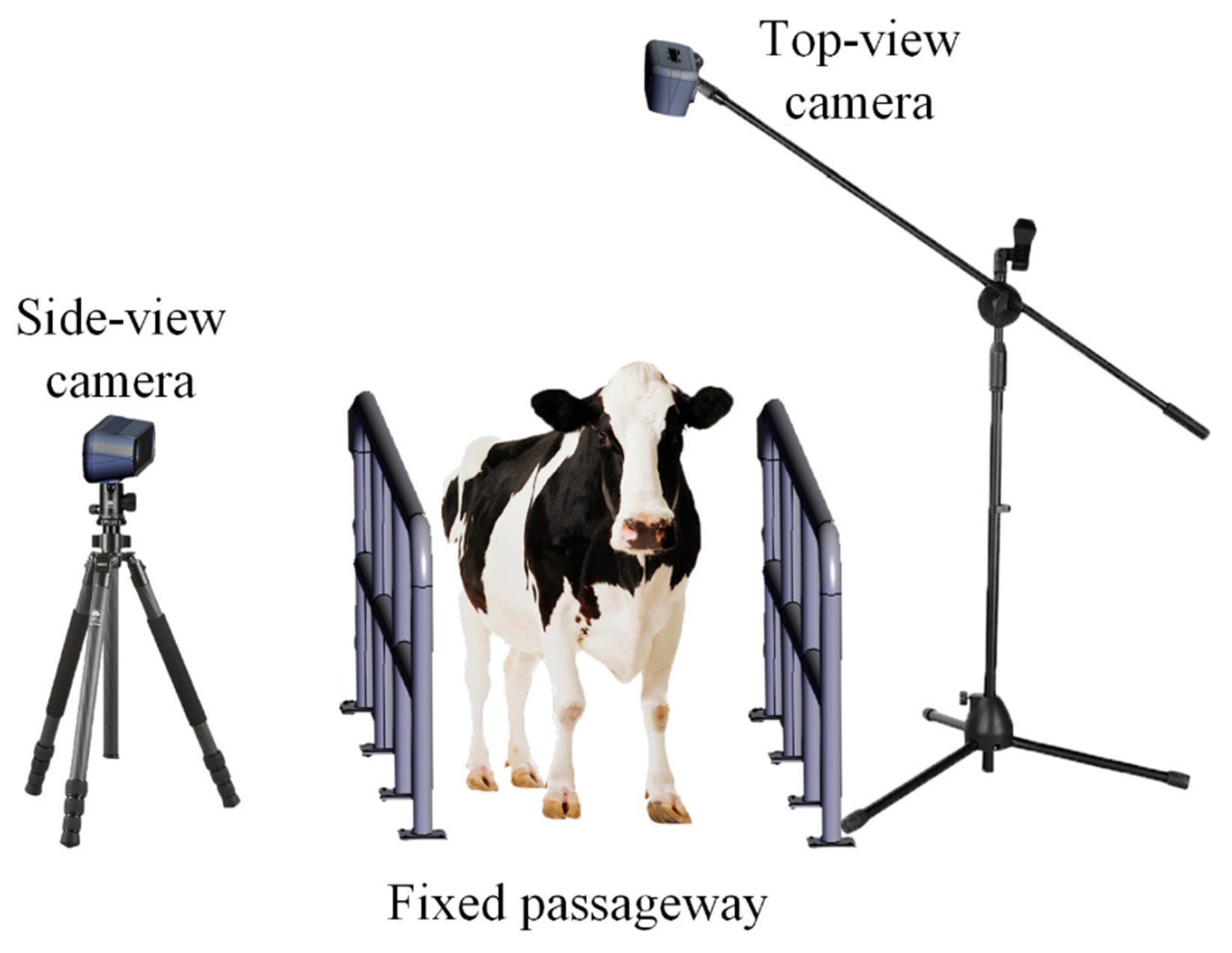Figure 3: A camera-based imaging system for lameness detection [2]