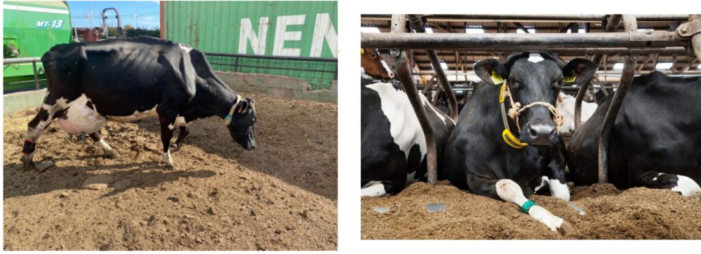 Figure 4: Sensors attached to the legs of a cow for sampling. As the weight of sensor is low, animals can freely perform their daily activities