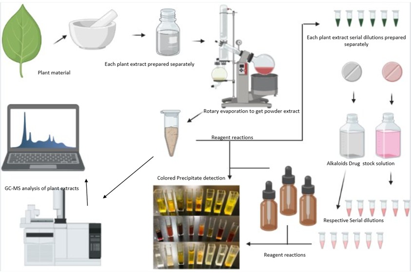 Figure 2: Alkaloid Detection Workflow with Validated Tablets