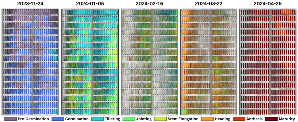 Figure 3: Thematic map of estimated phenological stages per plot in the wheat research field