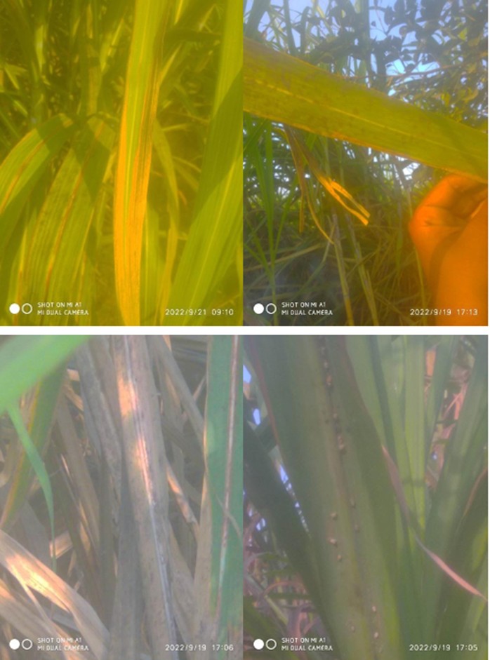 Figure 5: Pyrilla affected sugarcane images