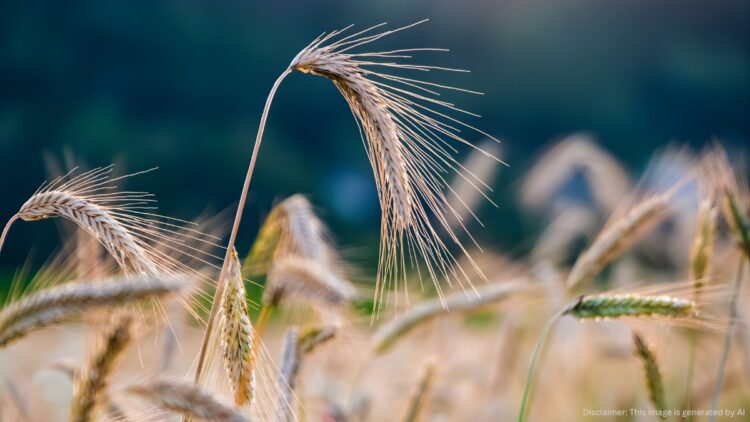 PEEOS_ Phenology Estimation of Rice and Wheat in Pakistan using Earth Observation Satellite Imagery_Blog cover_AI