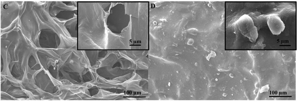 Figure 2: SEM images showing porous scaffold structure (C) and lawsone incorporation (D)